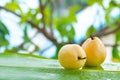 Fresh yellow pear tropic fruit summer outdoors Royalty Free Stock Photo