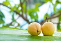 Fresh yellow pear tropic fruit summer refreshment outdoors Royalty Free Stock Photo