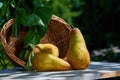 Fresh, yellow pears with a background of fresh, green leaves on a branch Royalty Free Stock Photo