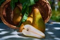 Fresh, yellow pears with a background of fresh, green leaves on a branch Royalty Free Stock Photo