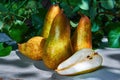 Fresh, yellow pears with a background of fresh, green leaves on a branch Royalty Free Stock Photo