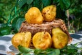 Fresh, yellow pears with a background of fresh, green leaves on a branch Royalty Free Stock Photo