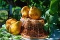 Fresh, yellow pears with a background of fresh, green leaves on a branch Royalty Free Stock Photo