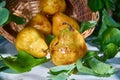 Fresh, yellow pears with a background of fresh, green leaves on a branch Royalty Free Stock Photo