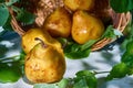 Fresh, yellow pears with a background of fresh, green leaves on a branch Royalty Free Stock Photo