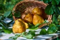 Fresh, yellow pears with a background of fresh, green leaves on a branch Royalty Free Stock Photo