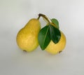Fresh yellow pears isolated on white background Royalty Free Stock Photo