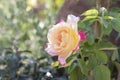 Fresh Yellow and Pink rose flower bloom in the garden on blur nature background. Royalty Free Stock Photo