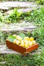 Fresh plums. Ripe fruits in a wooden box on green summer grass in a garden Royalty Free Stock Photo