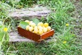 Fresh plums. Ripe fruits in a wooden box on green summer grass in a garden Royalty Free Stock Photo