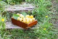 Fresh plums. Ripe fruits in a wooden box on green summer grass in a garden Royalty Free Stock Photo