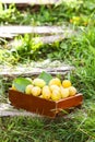 Fresh yellow plums. Ripe fruits in a wooden box on green summer grass Royalty Free Stock Photo