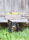 Fresh yellow plums. Ripe fruits in a wooden box on rough boards background. A black dog guards the harvest Royalty Free Stock Photo