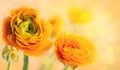 Fresh yellow ranunculus flowers