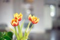 Fresh yellow and red rulips in the living room with blurred bokeh background, with copy space colorful background Royalty Free Stock Photo