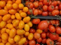 fresh yellow and red tomatoes on a branch