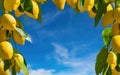 Fresh yellow ripe lemons with green leaves