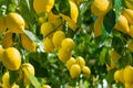 Fresh yellow ripe lemons with green leaves on lemon tree branches in sunny weather