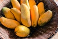 Fresh Yellow Ripe Mango Harvest in the basket