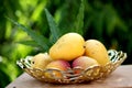 Fresh yellow ripe mangoes Royalty Free Stock Photo