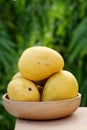 Fresh yellow ripe mangoes against green Royalty Free Stock Photo