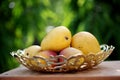 Fresh yellow ripe mangoes against green Royalty Free Stock Photo