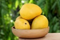 Fresh yellow ripe mangoes against green Royalty Free Stock Photo