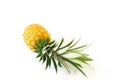 Fresh, yellow, ripe pineapple fruit angled and isolated on a white background.