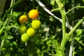 Fresh yellow ripe tomatoes on the plant. ripening cherry tomatoes in a greenhouse. Home gardening concept. Royalty Free Stock Photo