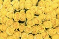 Fresh yellow roses background. A huge bouquet of flowers. The best gift for women Royalty Free Stock Photo