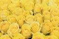 Fresh yellow roses background. A huge bouquet of flowers. The best gift for women Royalty Free Stock Photo