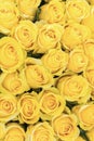 Fresh yellow roses background. A huge bouquet of flowers. The best gift for women. Vertical photo Royalty Free Stock Photo
