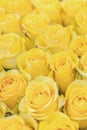 Fresh yellow roses background. A huge bouquet of flowers. The best gift for women. Vertical photo Royalty Free Stock Photo