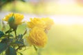 Fresh yellow roses Royalty Free Stock Photo
