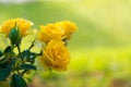 Fresh yellow roses Royalty Free Stock Photo