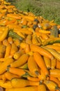 Fresh yellow squash Royalty Free Stock Photo