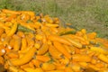 Fresh yellow squash Royalty Free Stock Photo