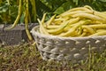 Fresh yellow string bean - home grown vegetables Royalty Free Stock Photo