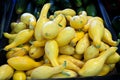 Fresh Yellow Summer Crookneck Squash