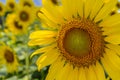 Yellow sunflow grow in the sunflower field