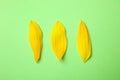 Fresh yellow sunflower petals on green background, flat lay Royalty Free Stock Photo