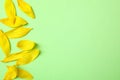 Fresh yellow sunflower petals on green background, flat lay. Space for text Royalty Free Stock Photo