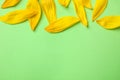 Fresh yellow sunflower petals on green background, flat lay. Royalty Free Stock Photo