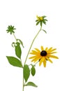 Fresh yellow susan flowers rudbeckia branch on white Royalty Free Stock Photo