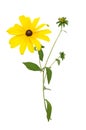 Fresh yellow susan flowers rudbeckia branch on white Royalty Free Stock Photo