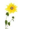 Fresh yellow susan flowers rudbeckia branch on white Royalty Free Stock Photo