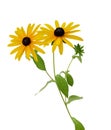 Fresh yellow susan flowers rudbeckia branch on white Royalty Free Stock Photo