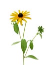 Fresh yellow susan flowers rudbeckia branch on white Royalty Free Stock Photo