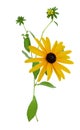 Fresh yellow susan flowers rudbeckia branch on white Royalty Free Stock Photo