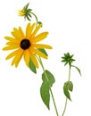 Fresh yellow susan flowers rudbeckia branch on white Royalty Free Stock Photo